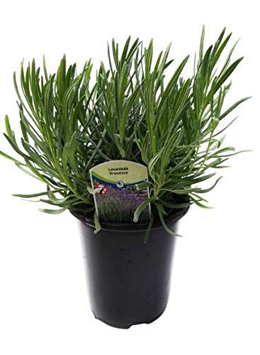Lavender Provence Blue Flowers Live Plant - 2.5QT Size Pot, Evergreen Perennial Herb (1 Live Plant) for Home Garden, Landscaping & Aromatherapy