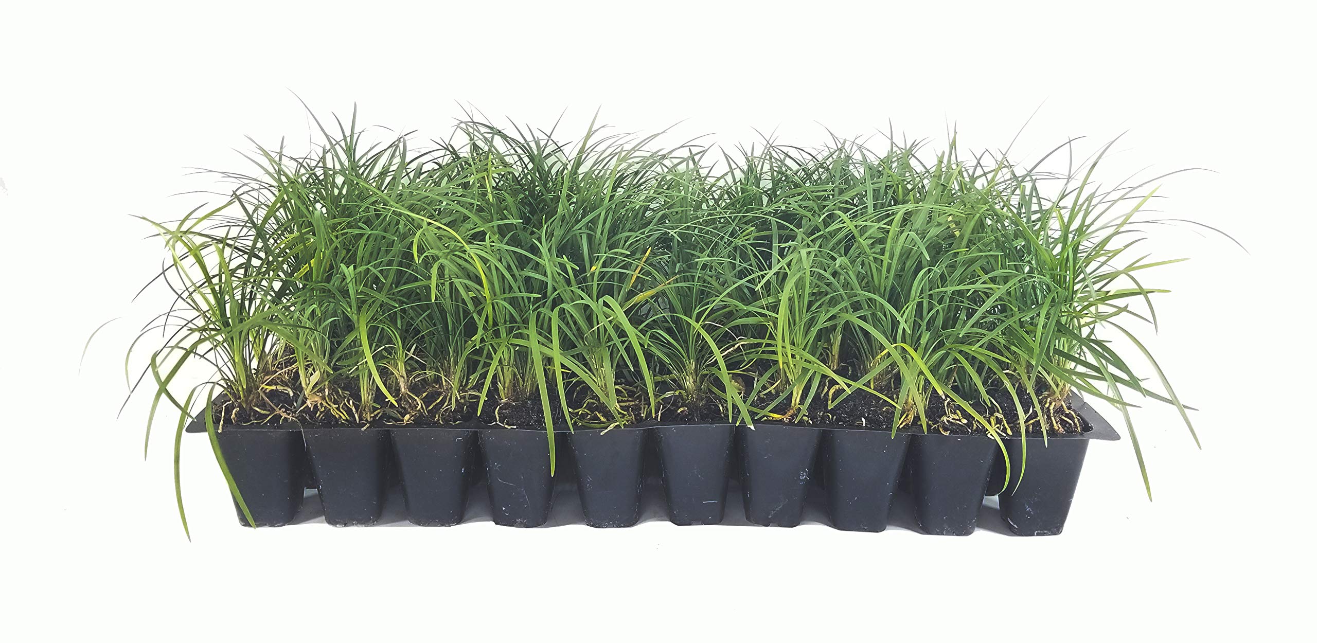 50 Live Mondo Grass Plants - Ophiopogon Japonicus - Shade-Tolerant Evergreen Ground Cover for Landscaping, Borders, and Container Gardens