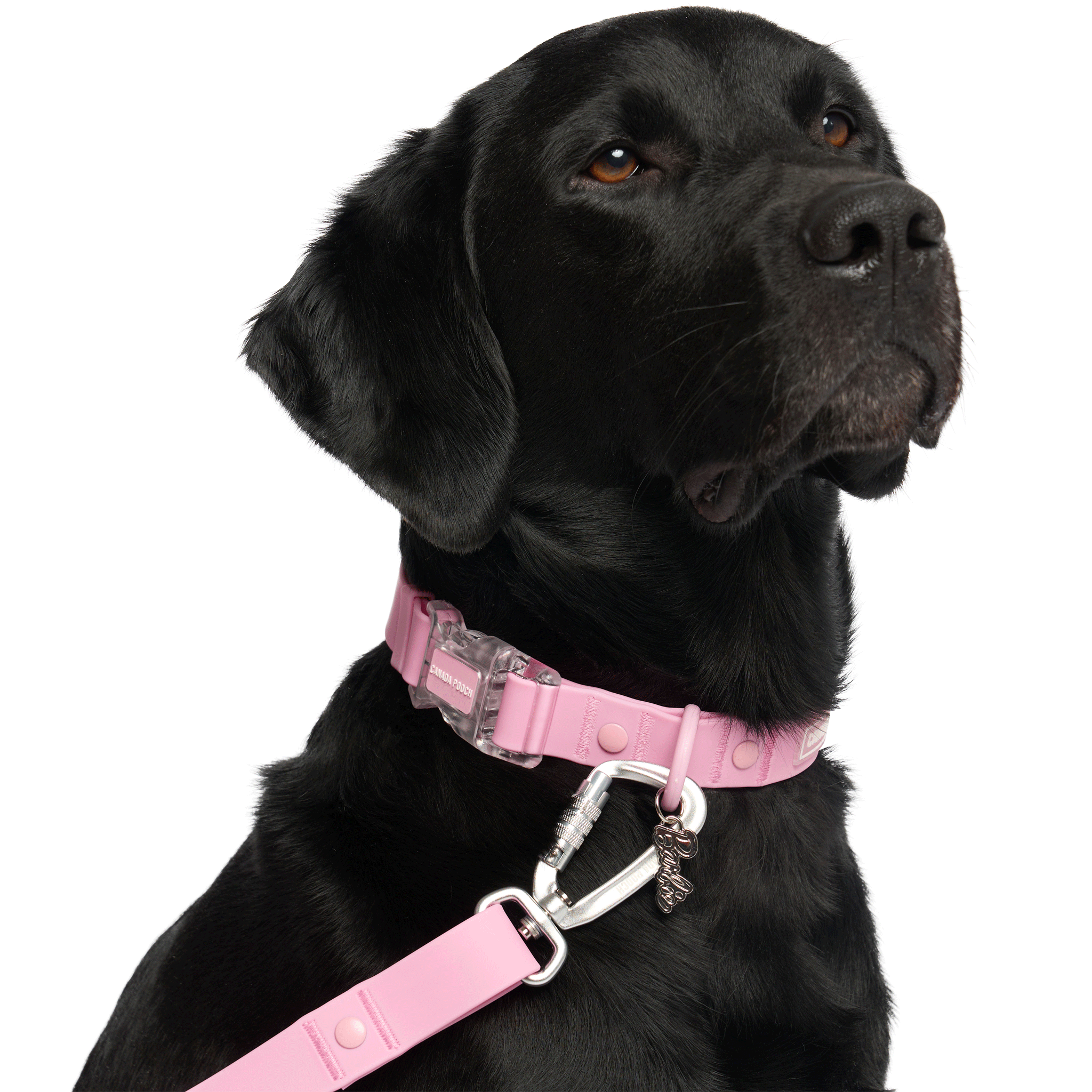 Barbie™ Waterproof Dog Collar - Pink, Adjustable & Durable Pet Collar for Small to Medium Dogs - Perfect for Swimming, Bathing & Outdoor Adventures