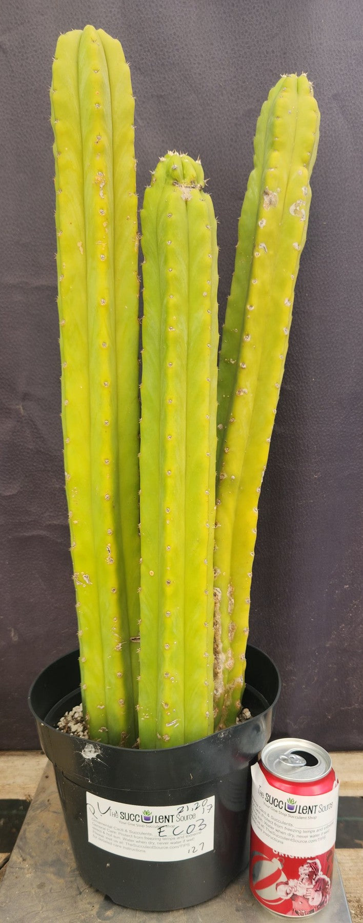 EC03 Trichocereus Pachanoi PC Cactus - 17, 20, 21 Inches Tall - Live San Pedro Cactus for Home Decor, Garden Landscaping, and Spiritual Ceremonies