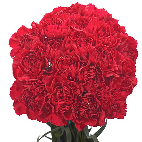 100 Fresh Cut Burgundy Carnations - Premium Long-Lasting Romance Flowers for Delivery | Perfect for Anniversaries, Weddings & Valentine's Day Gifts