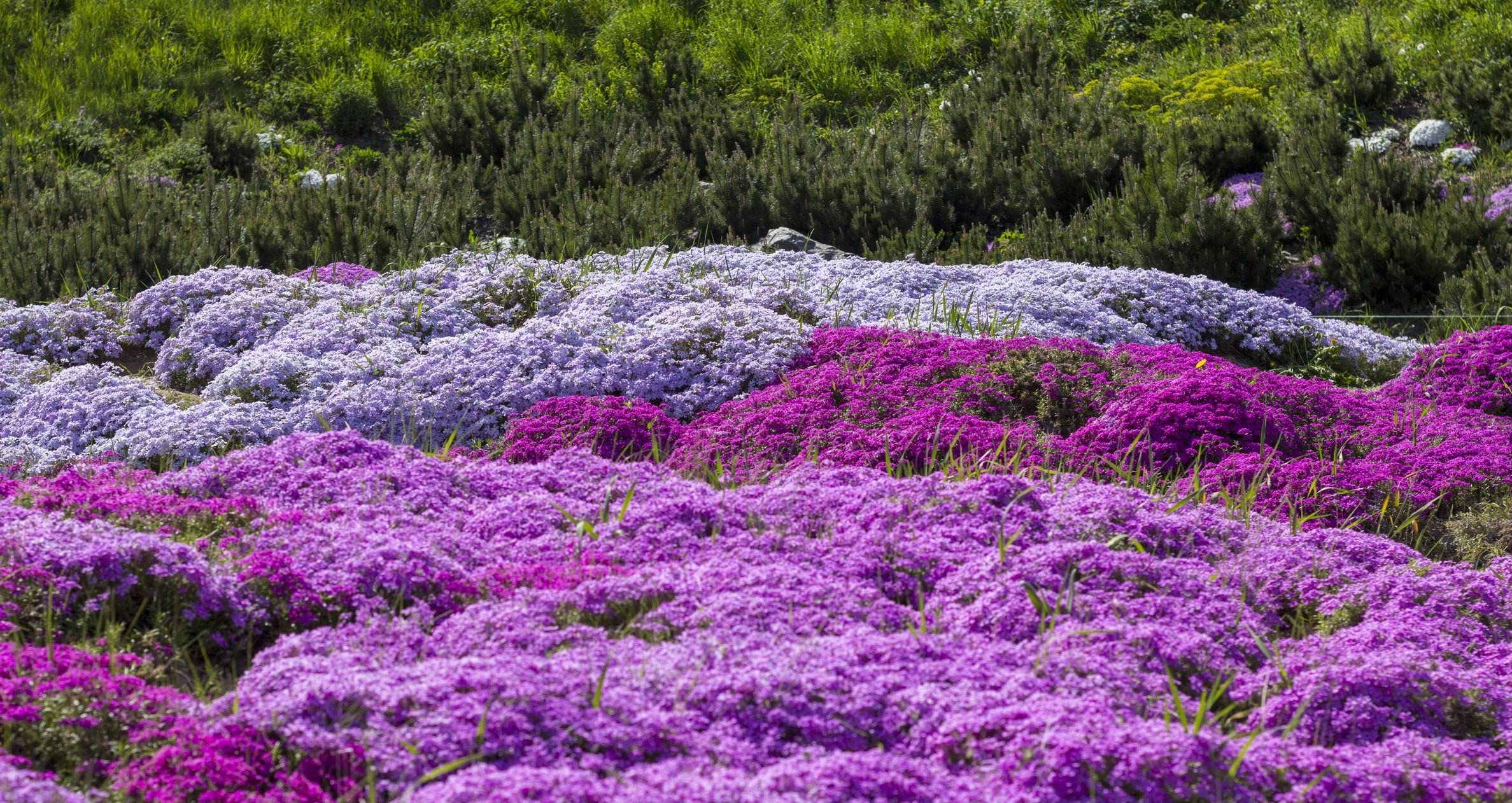 1200+ Mixed Phlox Seeds - Creeping Perennial Ground Cover Flowers - Popstars Phlox Subulata for Rock Gardens & Landscaping