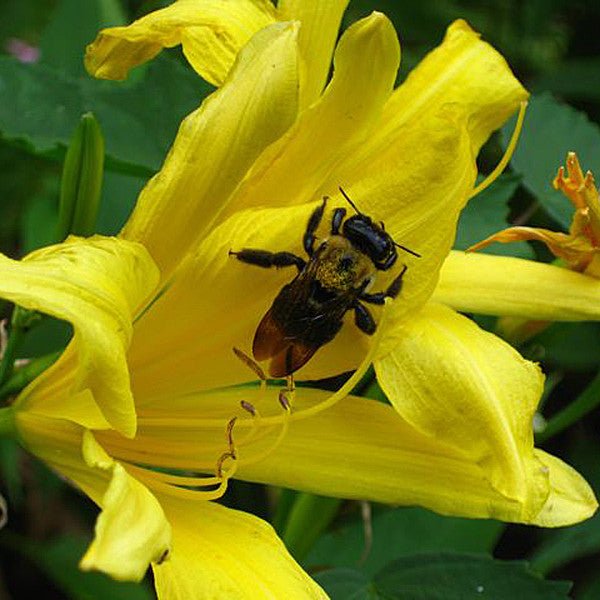 Hyperion Daylily (Hemerocallis cv.) - Fragrant Yellow Perennial Flowers for Garden Landscaping & Borders