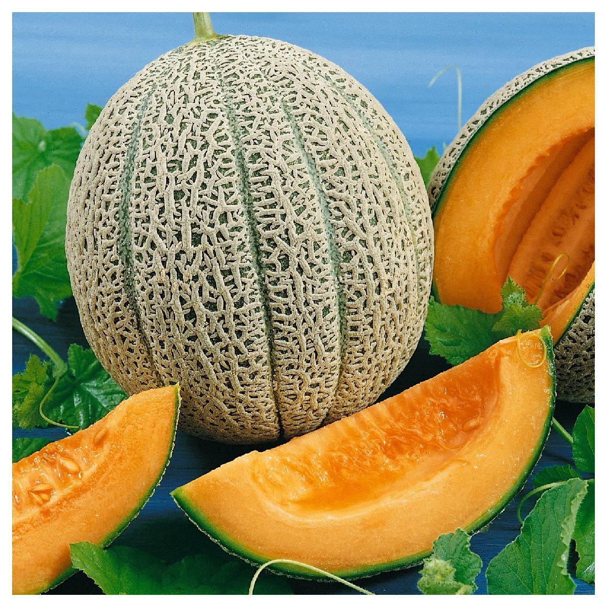 Organic Hales Best Jumbo Melon Seeds - 1/4 Lb Non-GMO Heirloom Variety - Everwilde Farms Gold Vault Collection - Perfect for Home Gardening, Backyard Planting & Fresh Fruit Harvesting