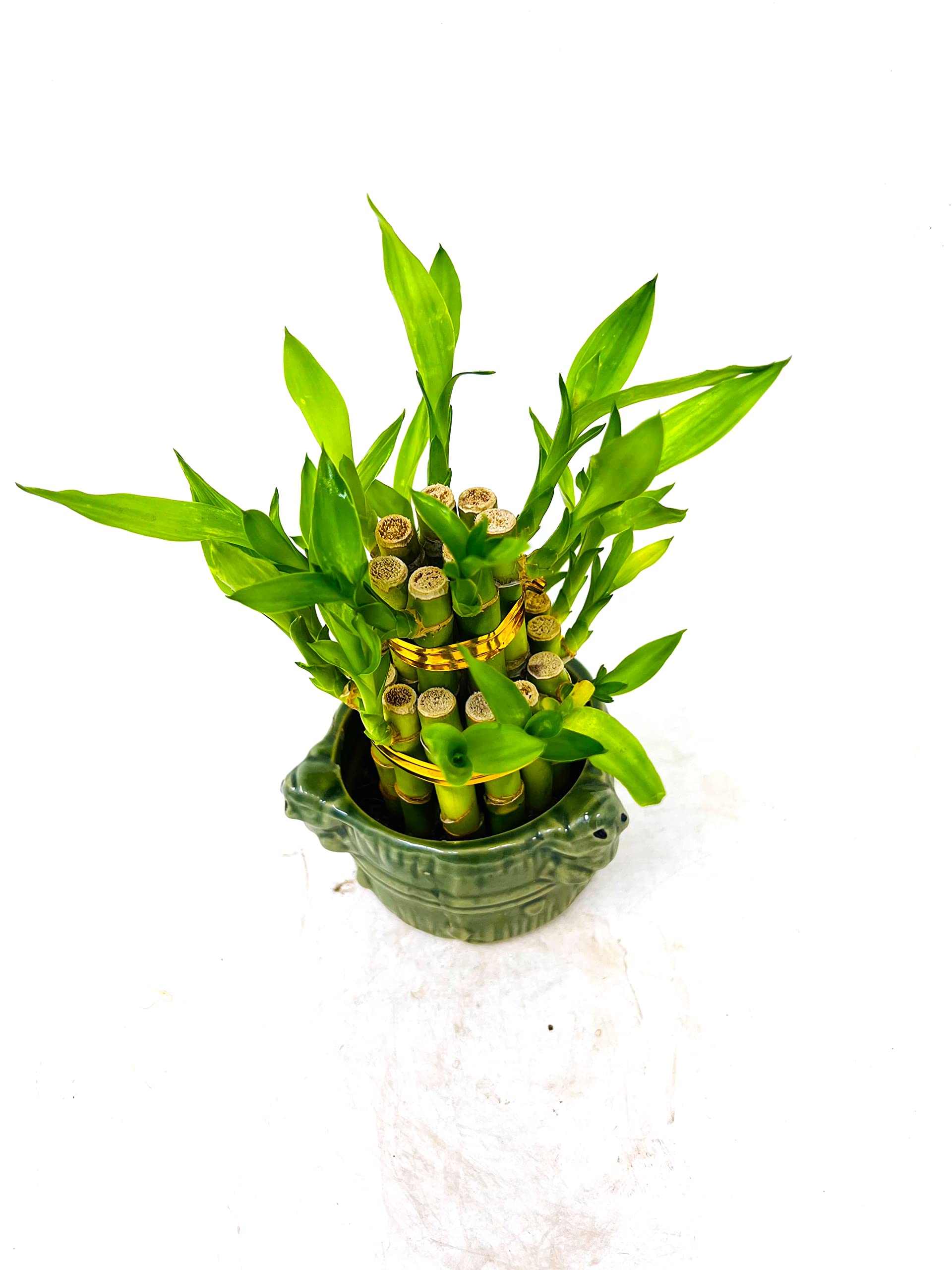 Two-Tiered Lucky Bamboo Arrangement in 3'' Frogs Decor Vase - Feng Shui Home Office Decor, Housewarming Gift, Zen Desk Plant for Good Luck