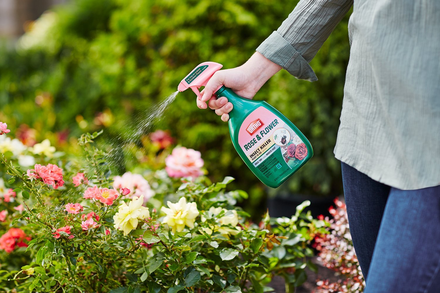 Ortho Rose & Flower Insect Killer Spray - 24 oz | Effective Pest Control for Roses, Flowers & Garden Plants | Indoor & Outdoor Use