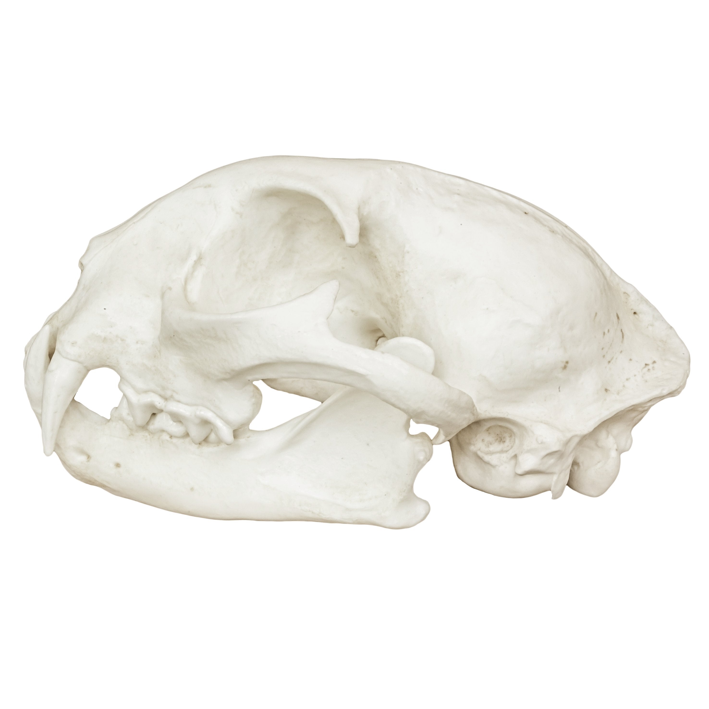 Authentic Replica Bobcat Skull - High Quality Animal Skull Model for Home Decor, Halloween Props, and Educational Displays | Perfect for Taxidermy Enthusiasts, Gothic Decor, and Science Classrooms