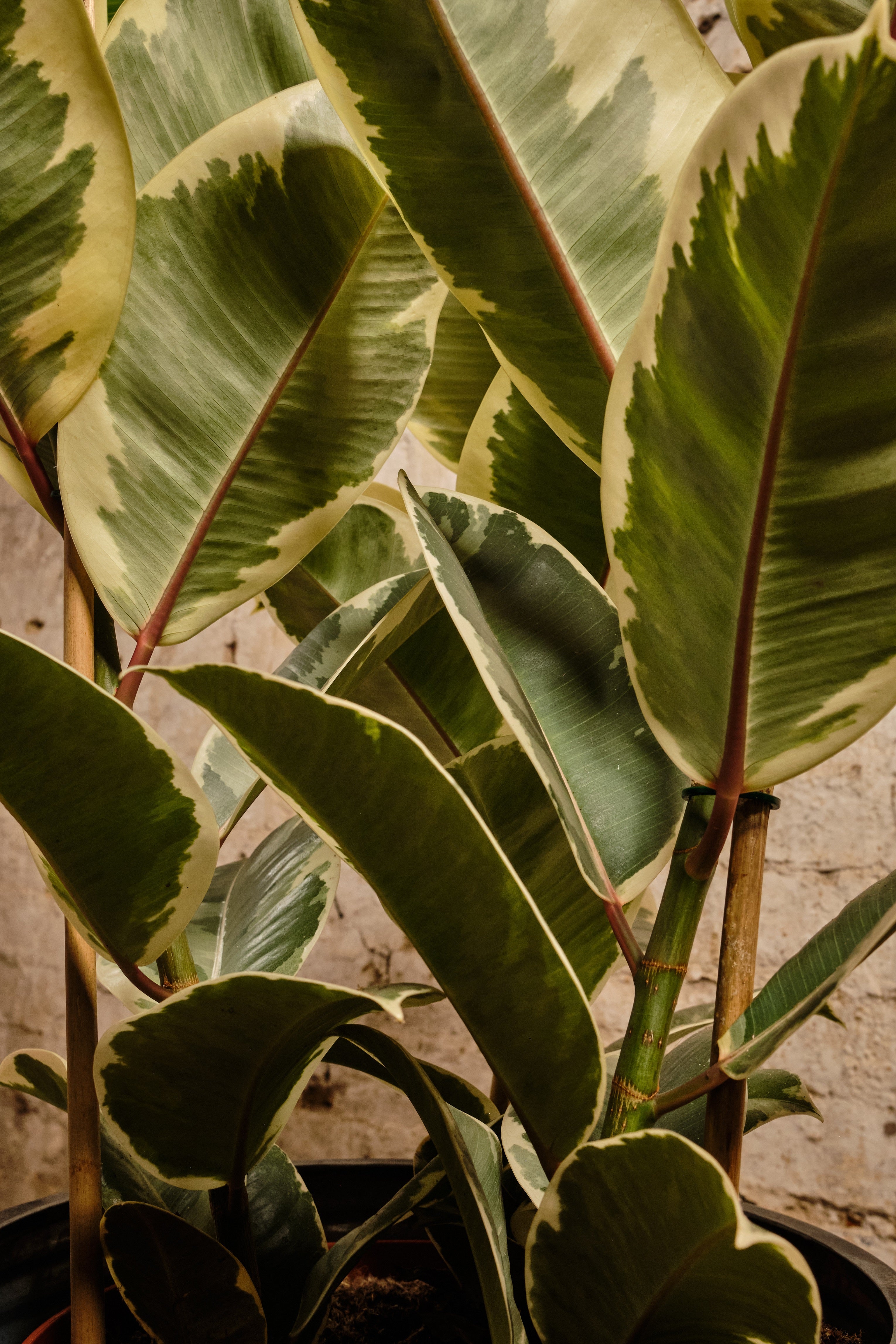 Ficus Elastica Tineke Rubber Plant - Variegated Indoor Houseplant for Home & Office Decor - Perfect for Living Rooms, Bedrooms, and Workspaces
