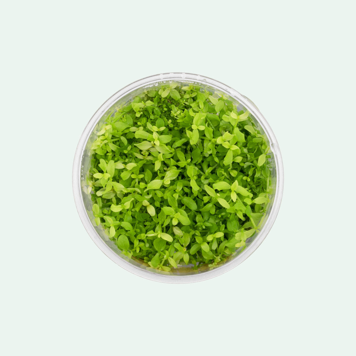 Micranthemum 'Monte Carlo' Aquatic Plant for Freshwater Aquariums - Perfect for Carpeting, Foreground Planting & Nano Tanks