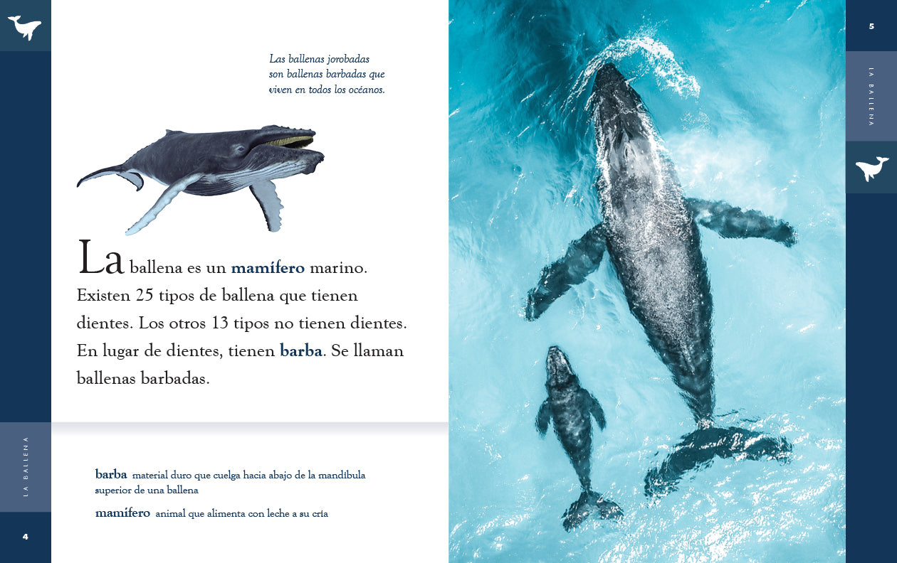 La Ballena 9781640266858 - Whale Book for Kids, Educational Marine Life Reading - Perfect for Classroom Learning & Bedtime Stories