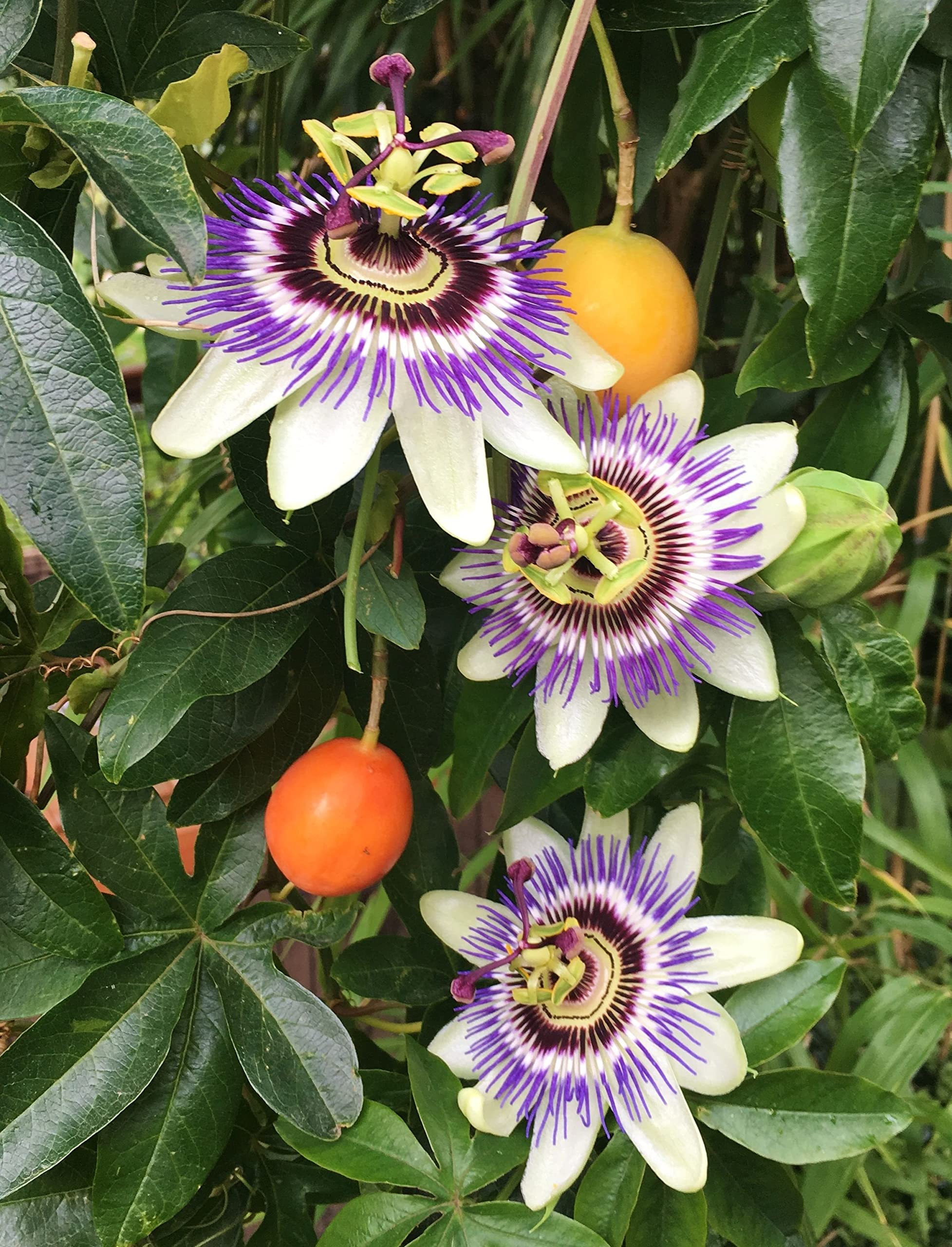 Passion Fruit Plant - 10 Live Plants in 4 Inch Growers Pots - Edible Fruit Bearing Vine for Patio, Garden & Backyard - Perfect for Home Gardening, Landscaping & Fresh Fruit Harvesting