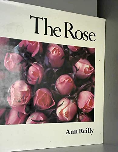 Rose - Fresh Cut Roses for Bouquets, Weddings & Home Decor | Premium Long-Lasting Flowers for Gifts & Special Occasions