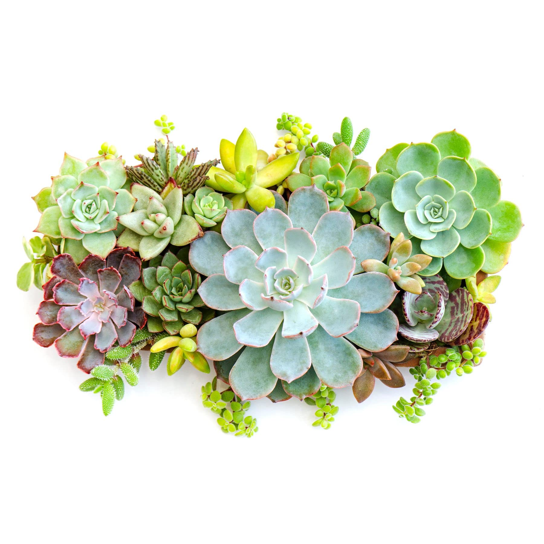 Live Succulents Mix (4-Pack) - Rooted in 2 Inch Grower Pots from Professional US Growers | Easy Care Indoor Plants for Home, Office & Garden Decor | Ships Fast from USA