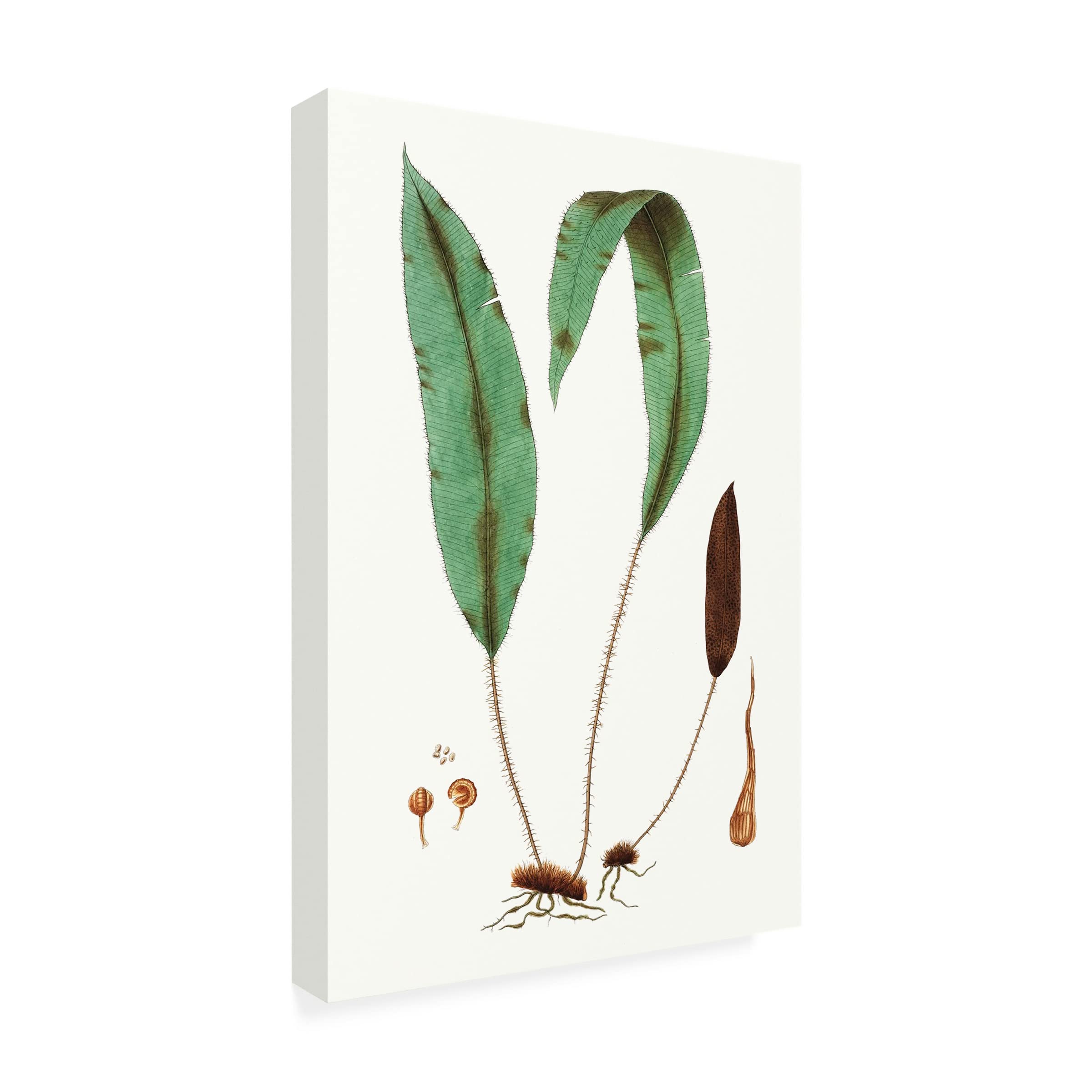 Trademark Fine Art 'Fern Foliage III' Canvas Wall Art Print by Vision Studio - Nature Inspired Botanical Decor for Living Room, Bedroom & Office
