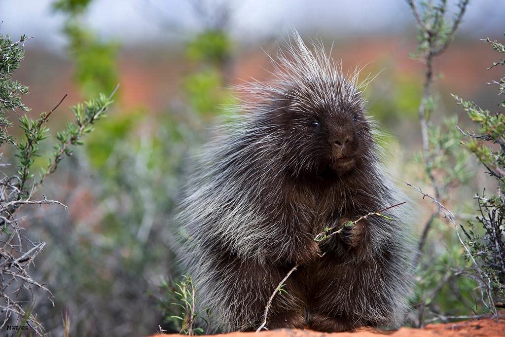 Cute Porcupine Woodland Nursery Decor - Funny Kids Room & Home Decor with Baby Animal Pictures, Nature Photography, Large 36x54 Poster Art for Wall - Perfect for Children's Bedroom, Playroom & Wildlife Themed Spaces