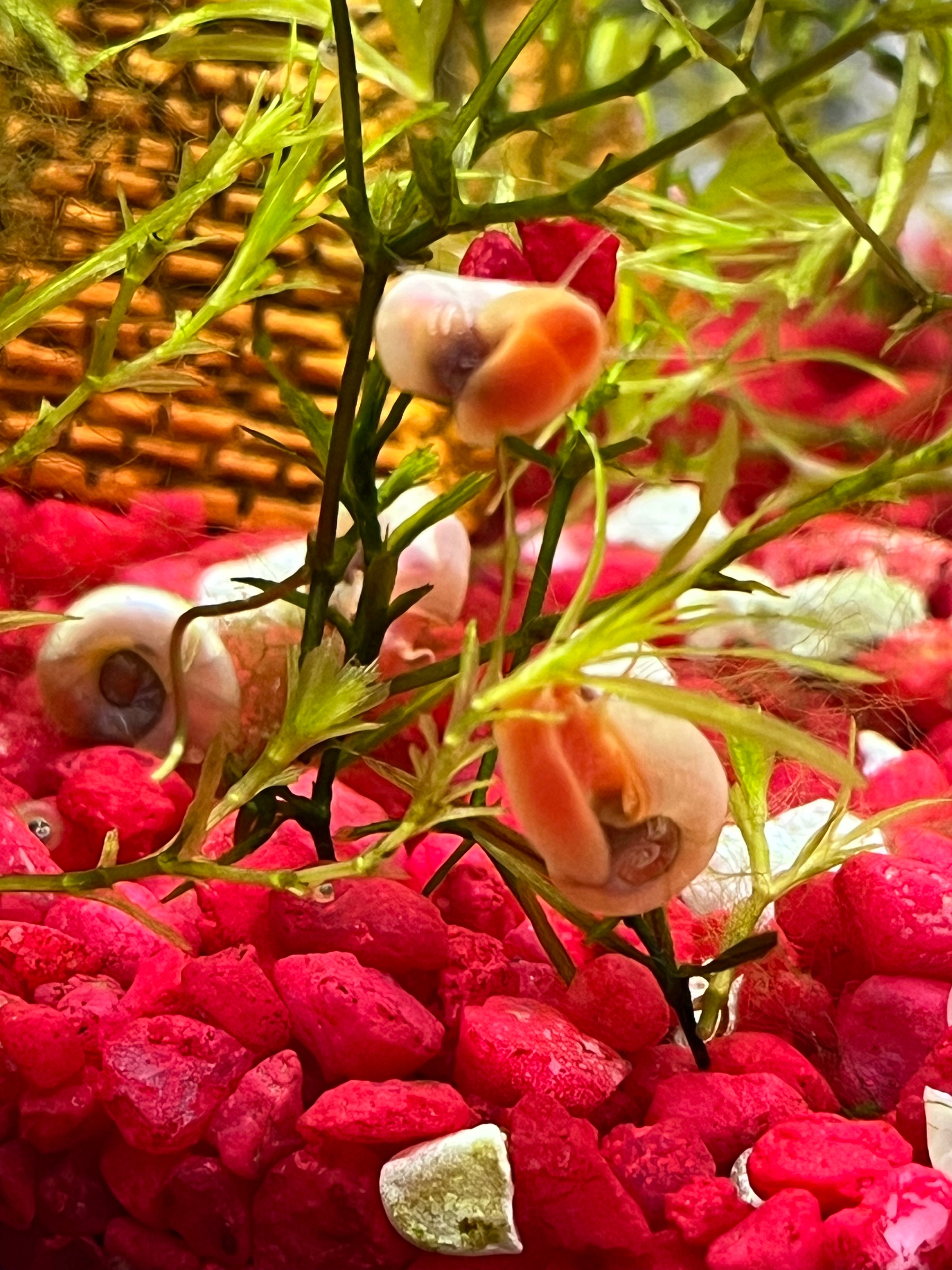 7 Live Ramshorn Snails for Aquarium – Natural Algae Eaters & Tank Cleaners | Freshwater Snails for Fish Tank | Low Maintenance Aquatic Pets | Perfect for Planted Tanks & Nano Aquariums