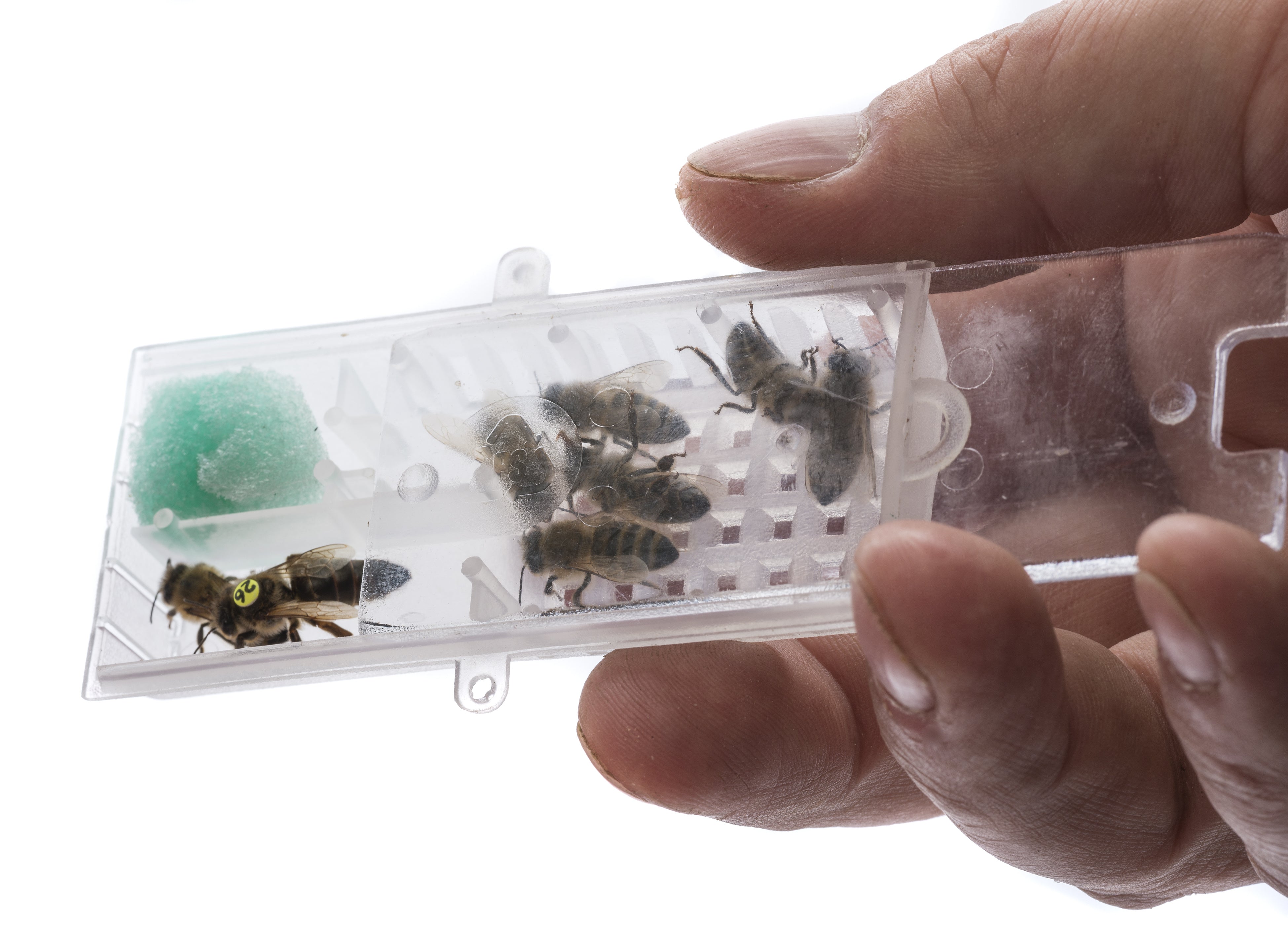 Italian Queen Bee for Sale | High-Quality Mated Honeybee Queen | Perfect for Beekeeping & Hive Expansion