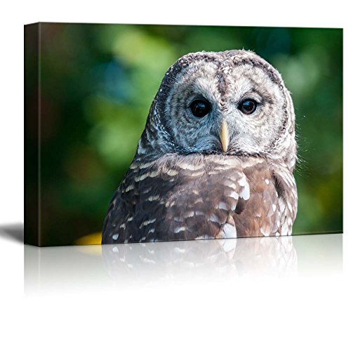 Barred Owl