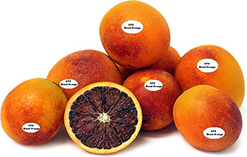 Fresh Moro Blood Oranges 3-3.5 lbs - GPS Tracked for Home & Juicing