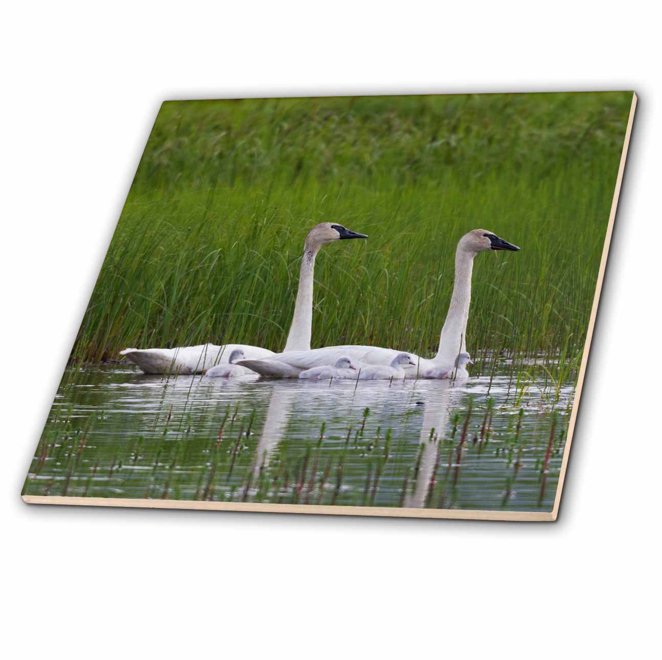 3D Rose Trumpeter Swan Family Ceramic Tile - Colorful Home Decor for Kitchen, Bathroom & Wall Art | Perfect for Gifts, DIY Projects & Interior Design