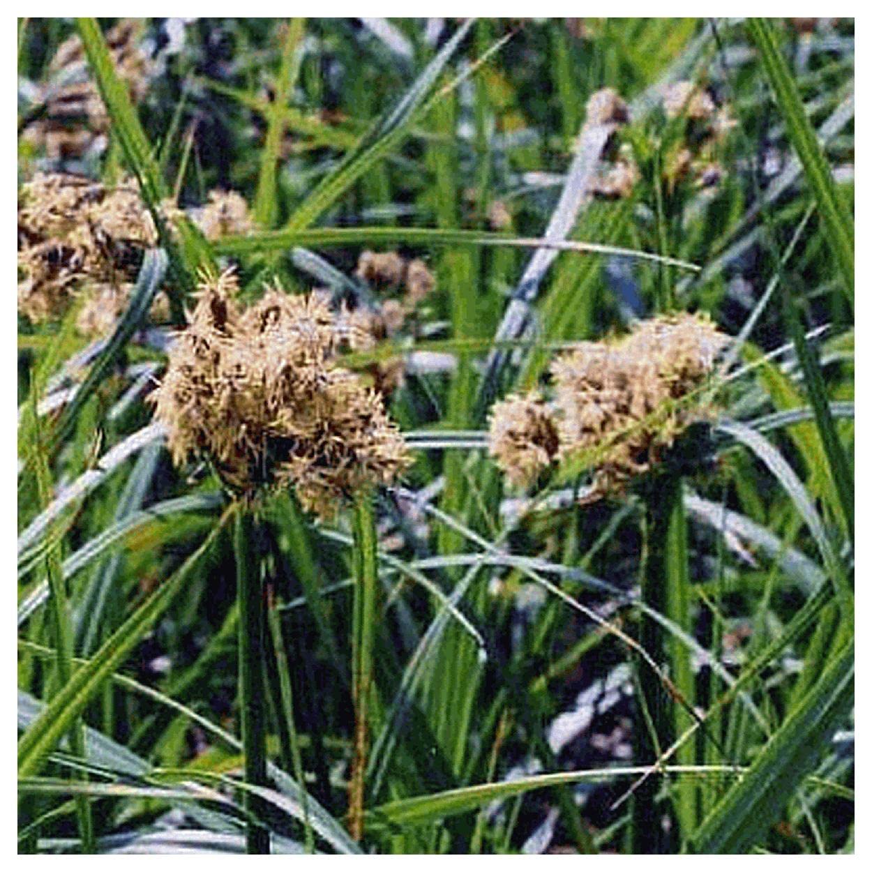 Everwilde Farms - 1/4 Lb Dark-Green Bulrush Native Grass Seeds - Gold Vault Packaging - Ideal for Wetland Restoration, Erosion Control & Natural Landscaping