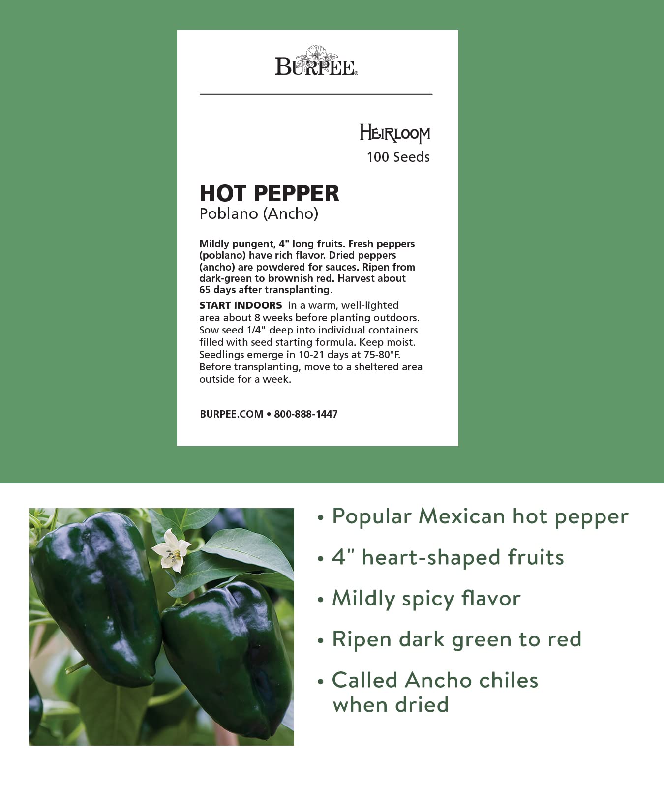 Burpee Poblano (Ancho) Pepper Seeds - 100 Count, Heart-Shaped Dark Green to Red Peppers for Home Gardening, Mexican Cuisine & Salsa Making