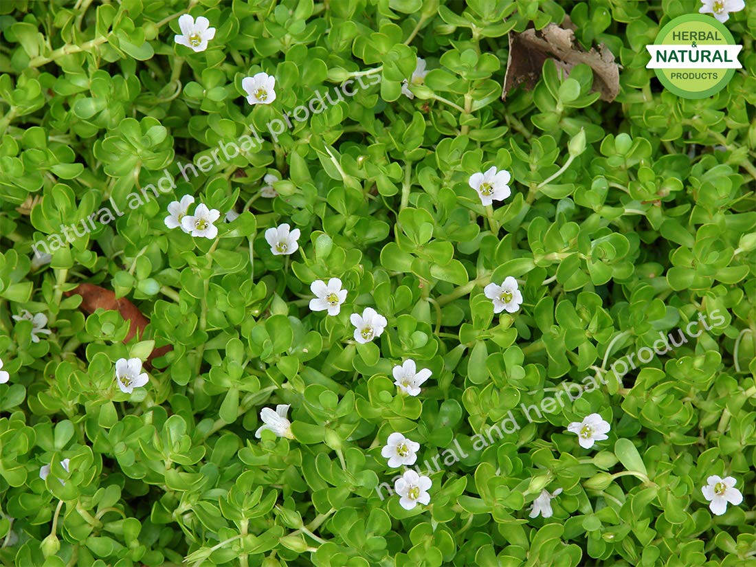 Organic Brahmi Powder (Bacopa Monnieri) - 100g | Natural Hair Growth Treatment for Thicker Hair & Scalp Care | Skin Brightening Face Mask Ingredient | Ayurvedic Herbal Supplement for Memory & Stress Relief | Perfect for DIY Beauty Recipes & Holistic Wellness Routines