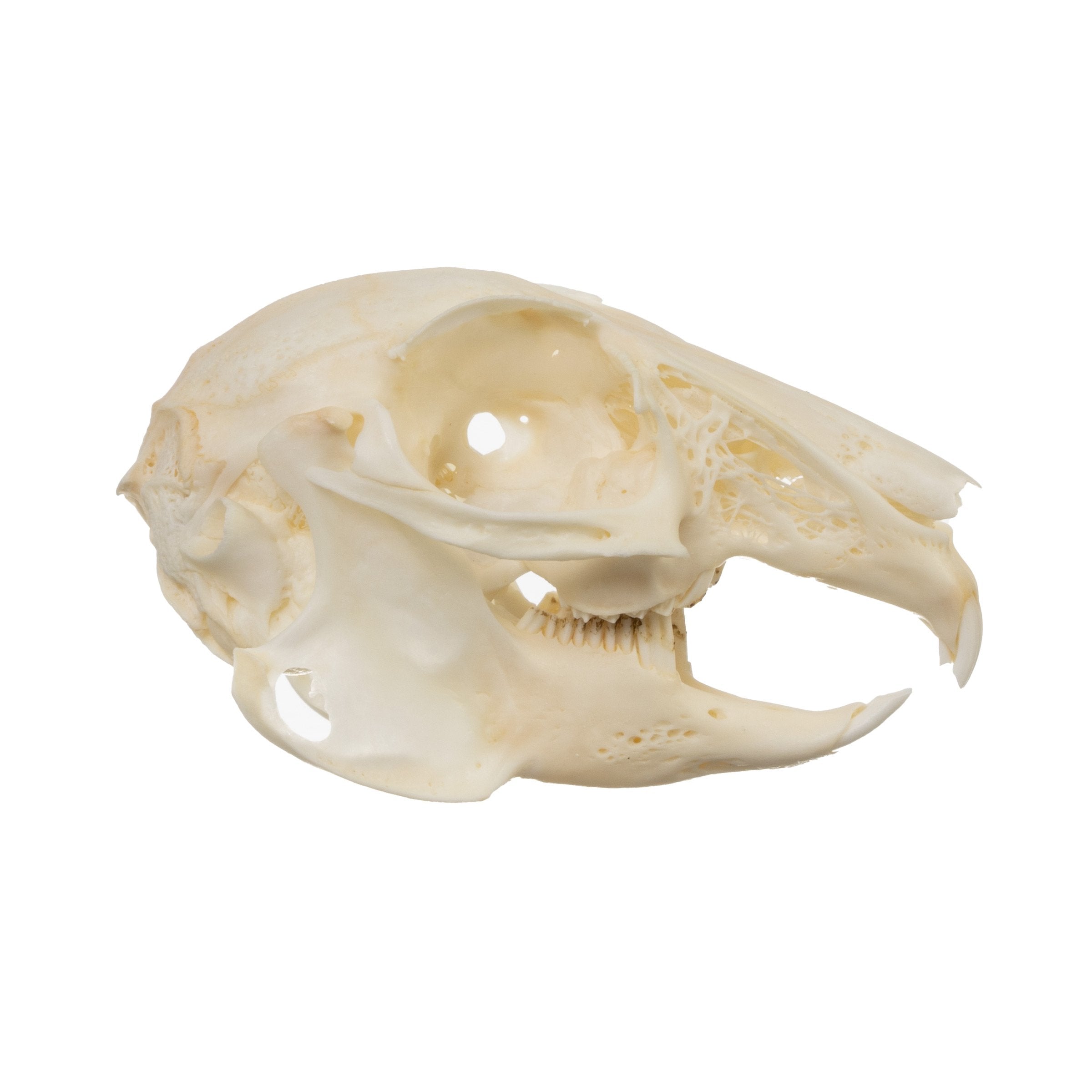 Real Desert Cottontail Rabbit Skull - Authentic Taxidermy Specimen for Science Education, Oddity Collectors & Gothic Decor - Perfect for Biology Classrooms, Cabinets of Curiosities & Dark Aesthetic Home Decor