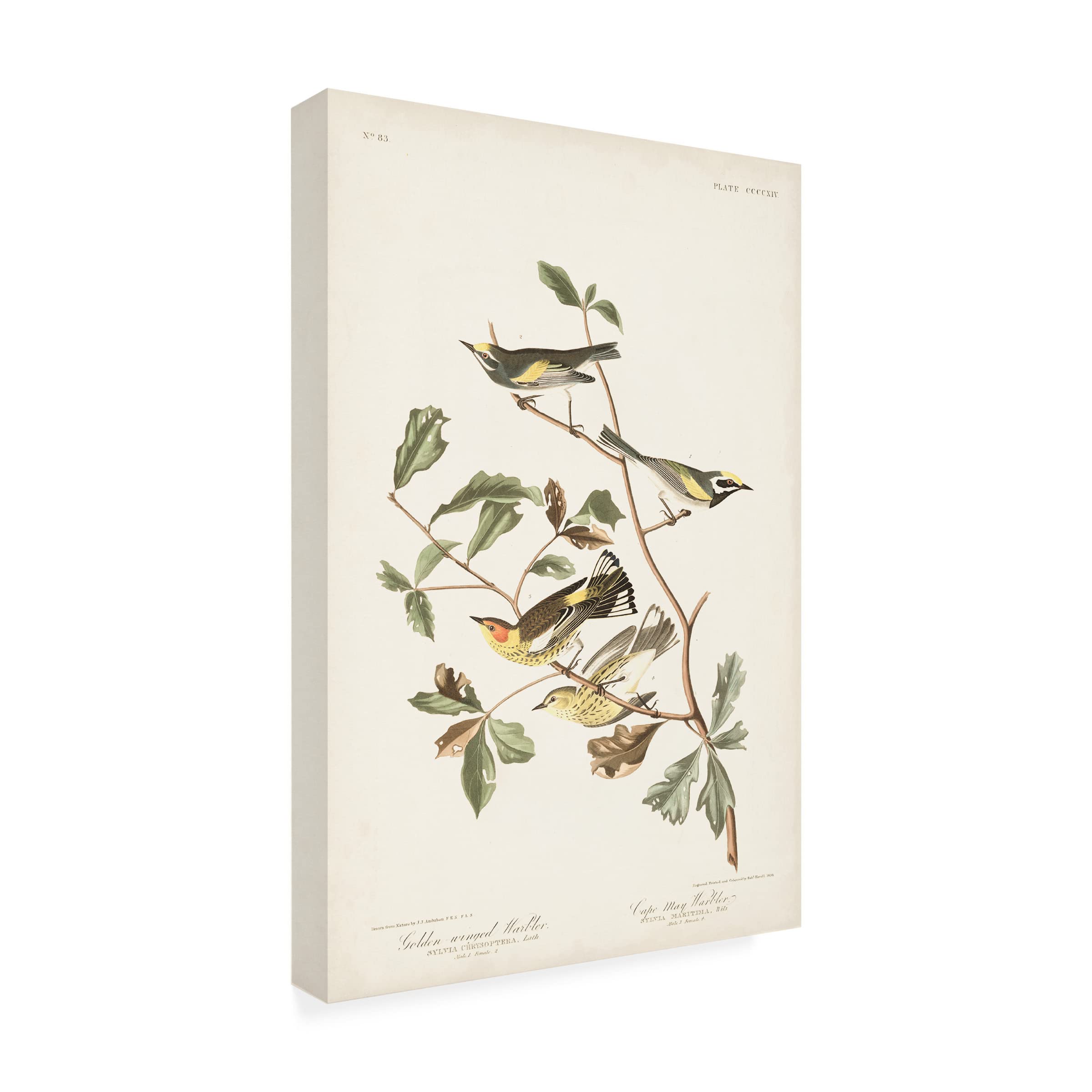 John James Audubon Golden Winged Warbler Canvas Art Print - 16x24 Inch Nature Bird Wall Decor - Perfect for Living Room, Bedroom & Office