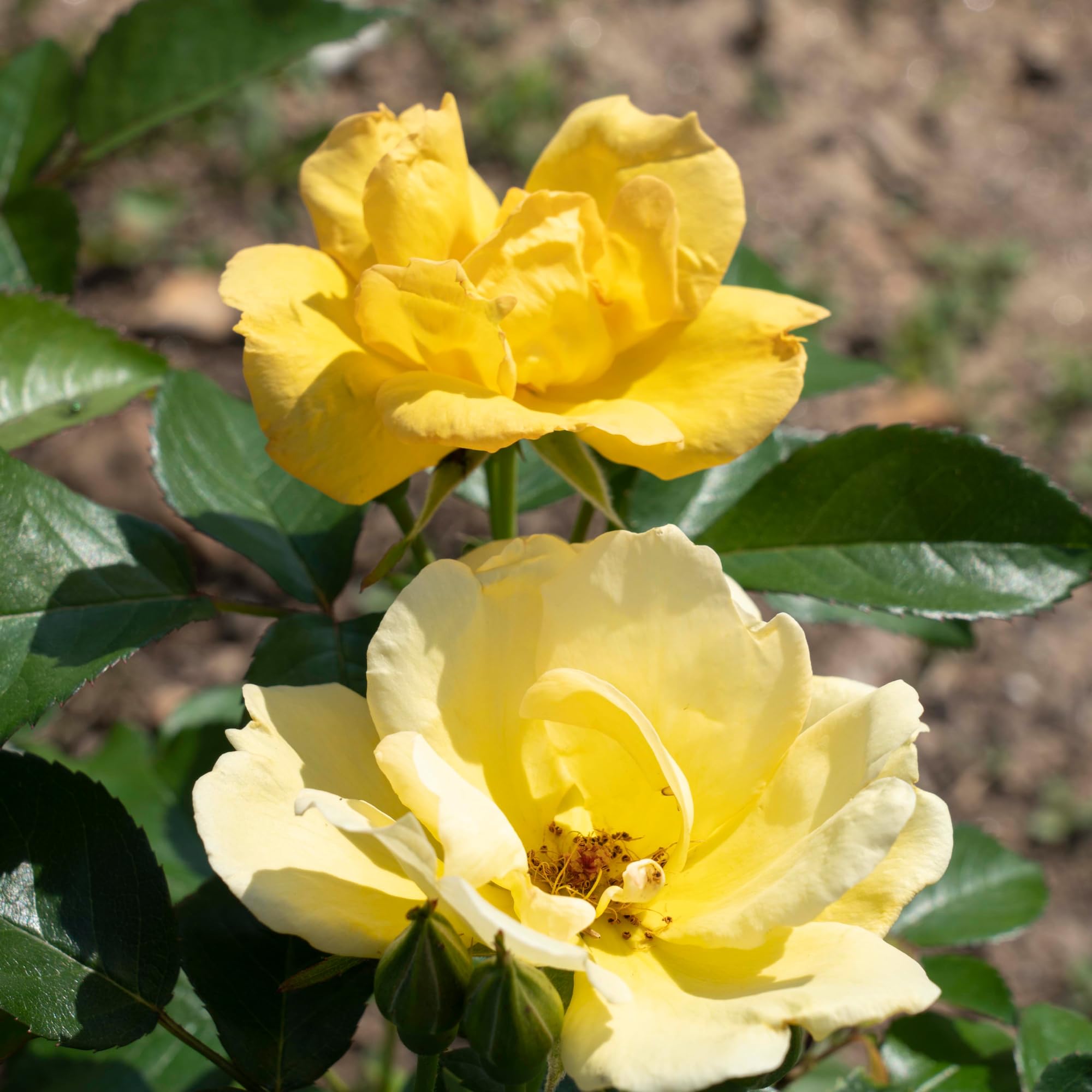 2 Gallon Knock Out Easy Bee-zy Rose Shrub - Fragrant Pink Blooms, Low Maintenance Perennial for Landscaping, Gardens & Outdoor Decor