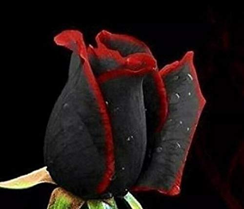 50Pcs Black Rose Seeds with Red Edges - Exotic Flower Seeds for Garden, Bouquets & Home Decor - Perfect for Planting, Gifting & Special Occasions