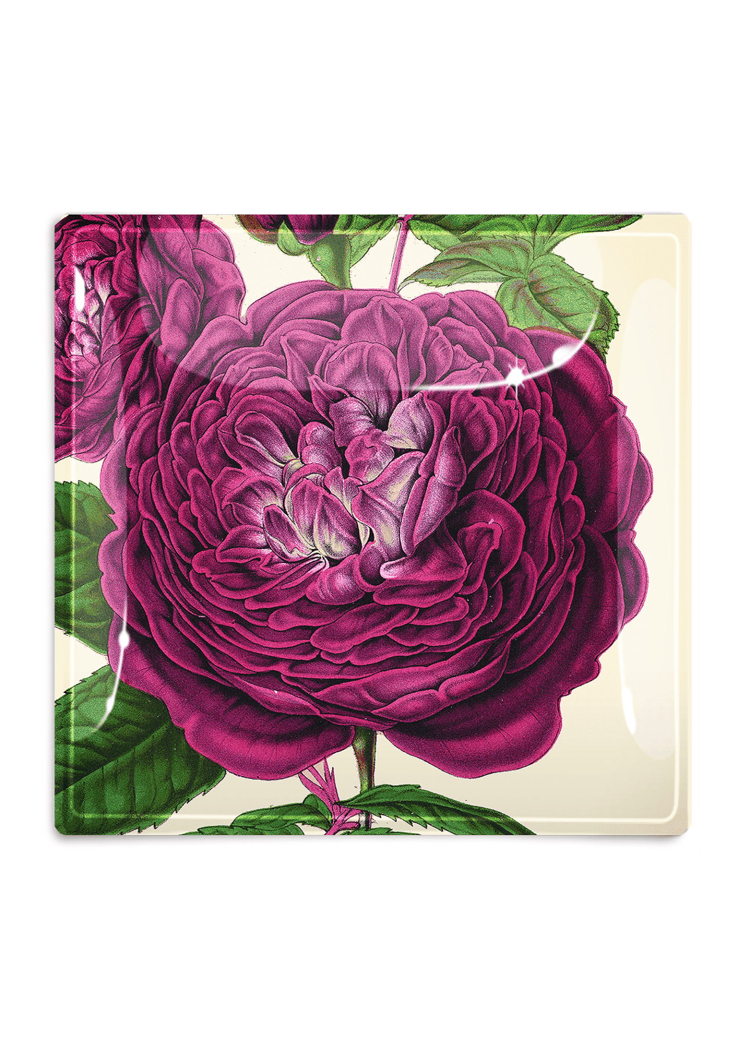 Dark Purple David Austin Rose Decoupage Glass Tray - Elegant Vintage Serving Tray for Tea Parties, Bridal Showers & Home Decor