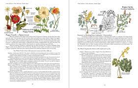 Botany in a Day: The Patterns Method of Plant Identification - Learn Plant Families Fast for Hiking, Gardening, and Nature Exploration