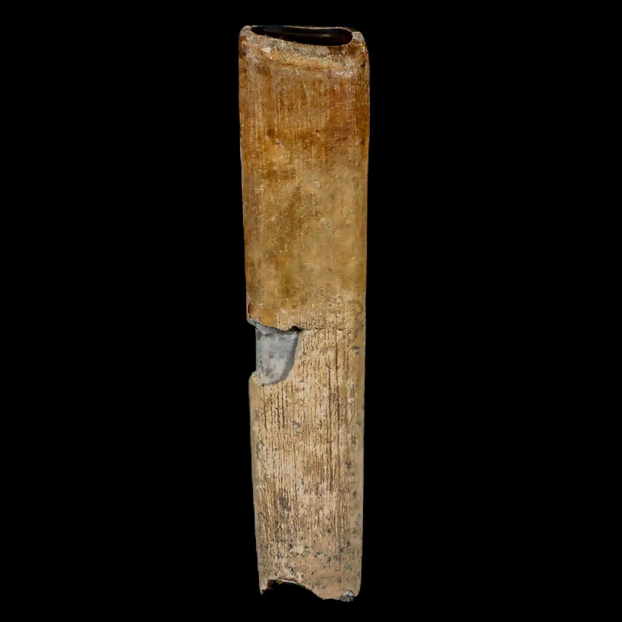 Authentic Lestodon Armatus Fossil Tooth - Giant Ground Sloth from Pleistocene Epoch, South America | Perfect for Paleontology Collections, Museum Displays & Fossil Enthusiasts