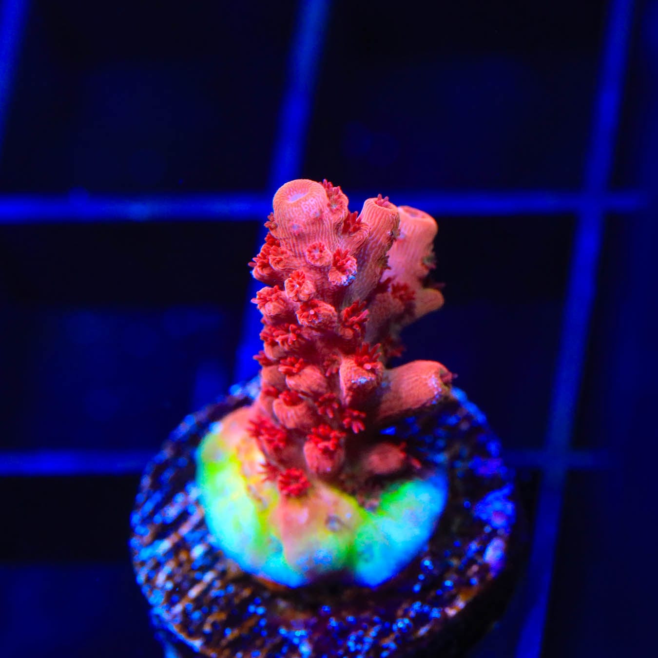 Premium CB Maleficent Acropora Coral for Saltwater Aquariums - Vibrant Purple & Green SPS Coral for Reef Tanks - Perfect for Coral Frags and Aquascaping