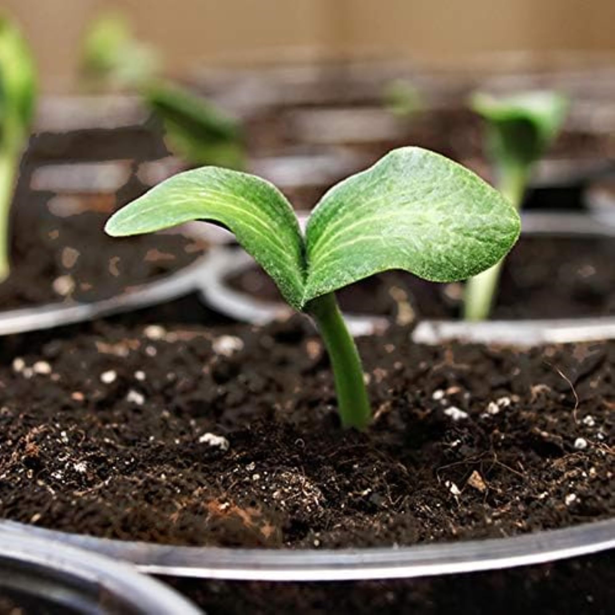 Organic Coast of Maine Sprout Island Blend Seed Starter - 16qt (Pack of 10) | Natural Soil Mix for Seed Germination, Root Cuttings & Plant Propagation | Perfect for Indoor Gardening, Greenhouses & Home Seedlings