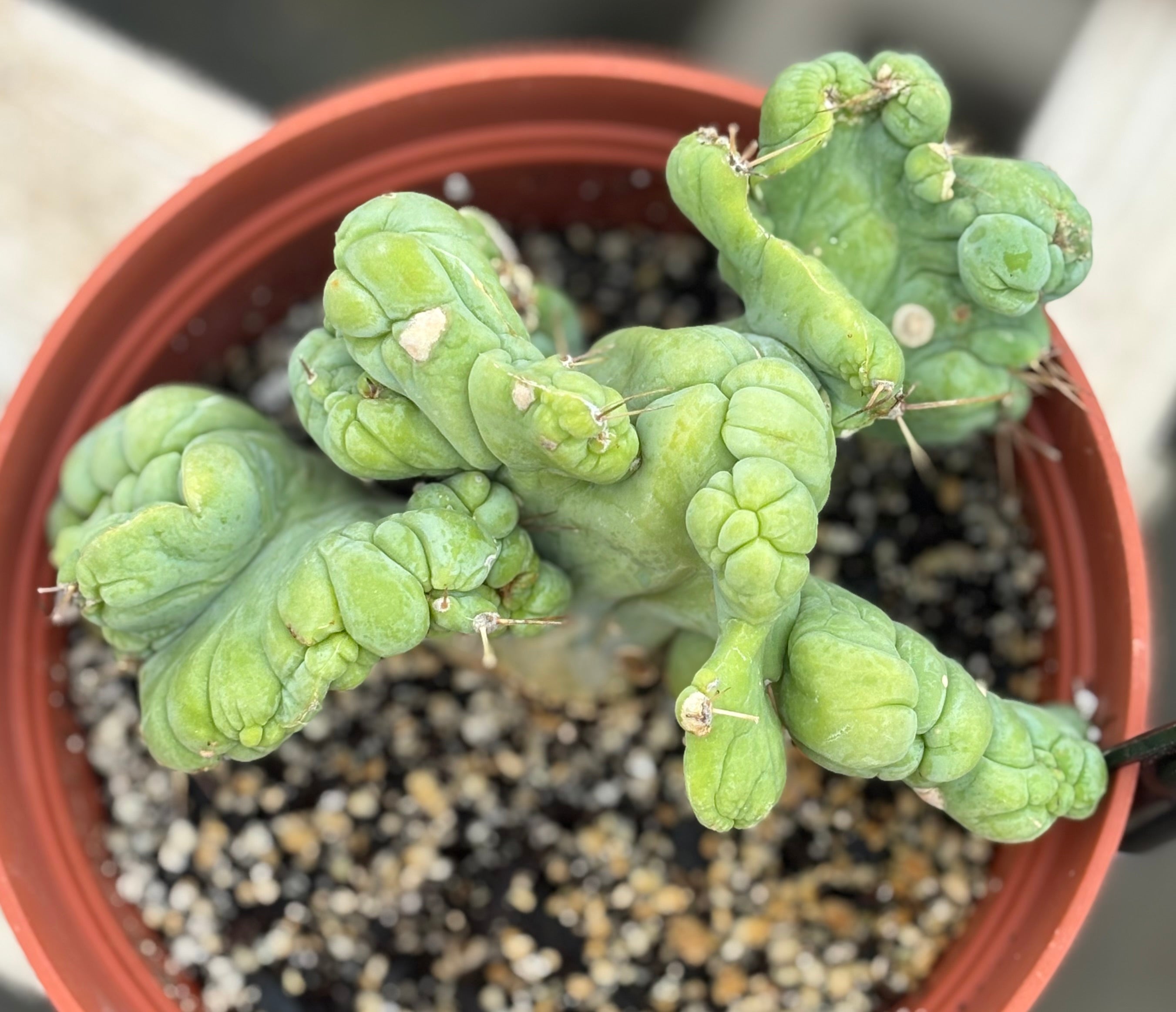 EC190 EXACT Trichocereus Bridgesii Monstrose Crest (TBMC) - Rare Ornamental Cactus for Home Decor, Garden & Succulent Collections - Perfect for Indoor Plant Displays and Xeriscaping