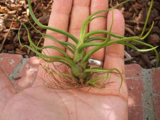 Live Air Plants Tillandsia Bulbosa (3 Pack) - Low Maintenance Indoor Houseplants for Home Decor, Terrariums & Office Spaces | Easy Care Epiphytic Plants by CTS Air Plants