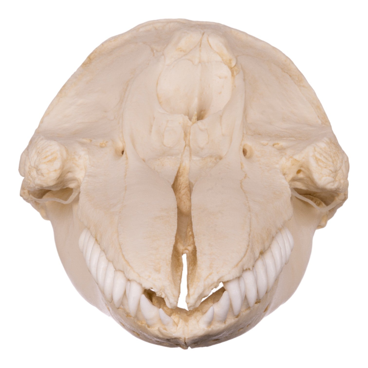 Replica False Killer Whale Skull - Lifelike Marine Animal Skull Model for Home Decor, Educational Display & Halloween Props