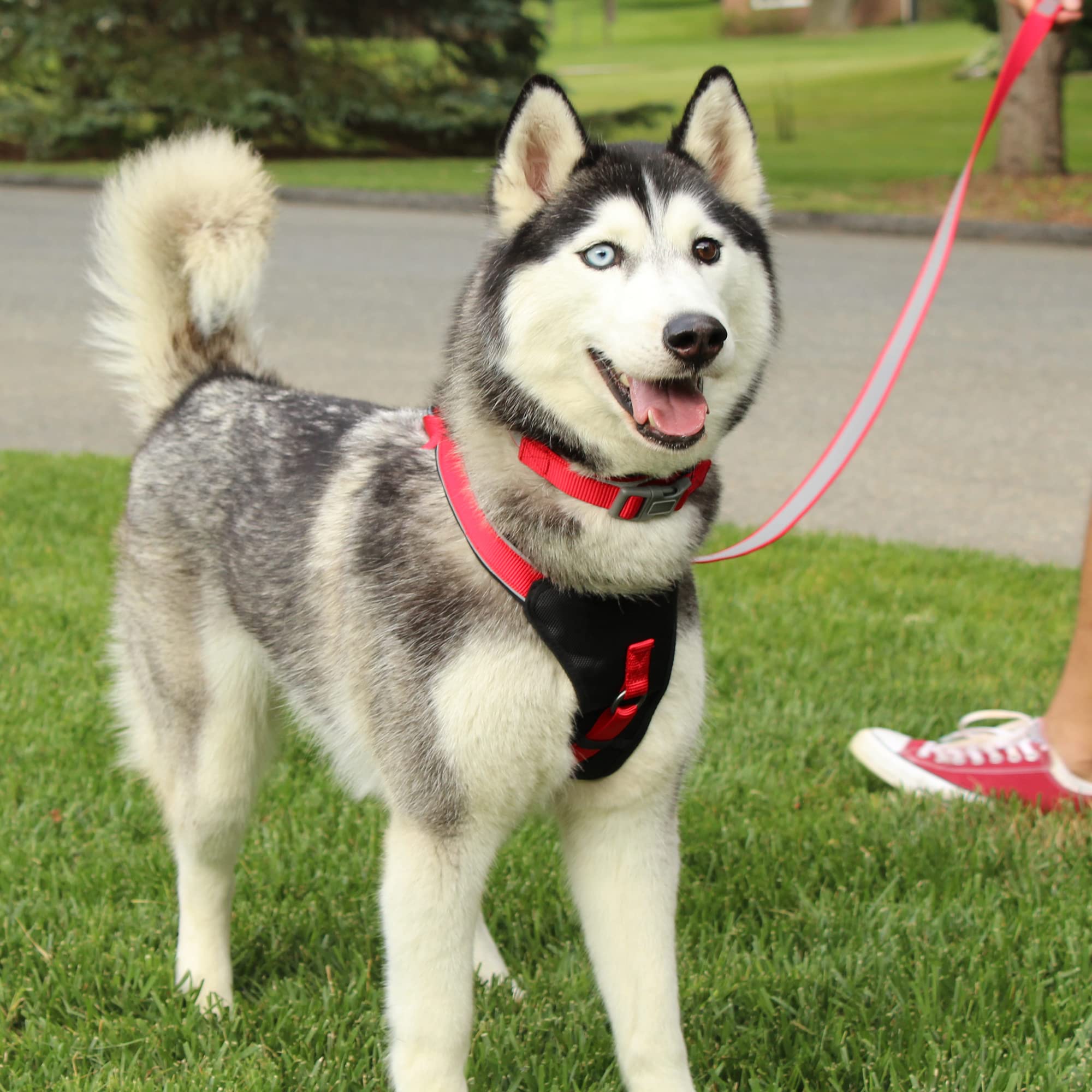 **Pawtitas Reflective Padded Dog Harness - Comfortable & Adjustable for Walking, Running - Small (S) Orchid Pet Vest - Perfect for Nighttime Safety & Outdoor Adventures**