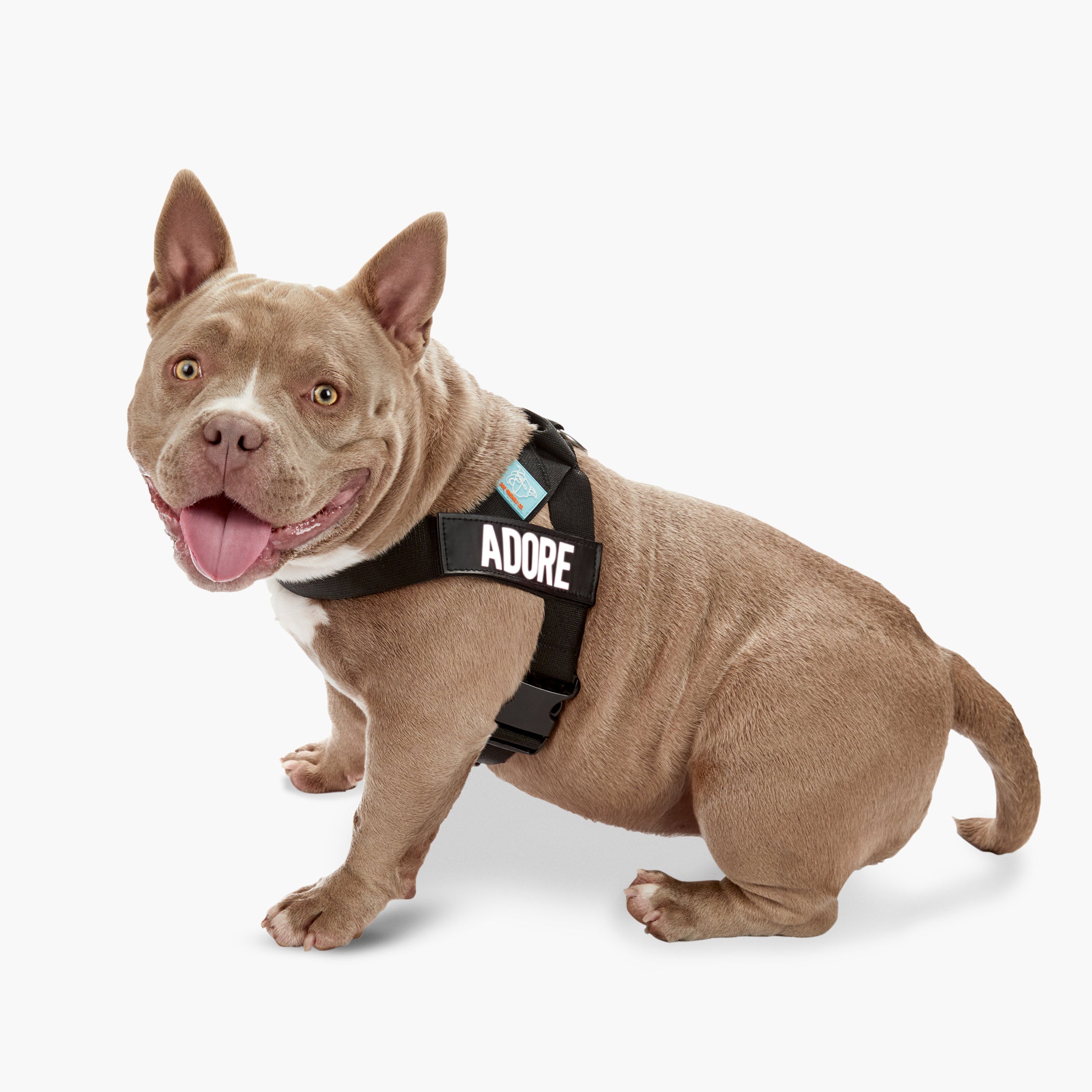 Premium No-Pull Dog Harness for Small, Medium & Large Dogs - Adjustable & Reflective - Black - Perfect for Walking, Running & Outdoor Adventures