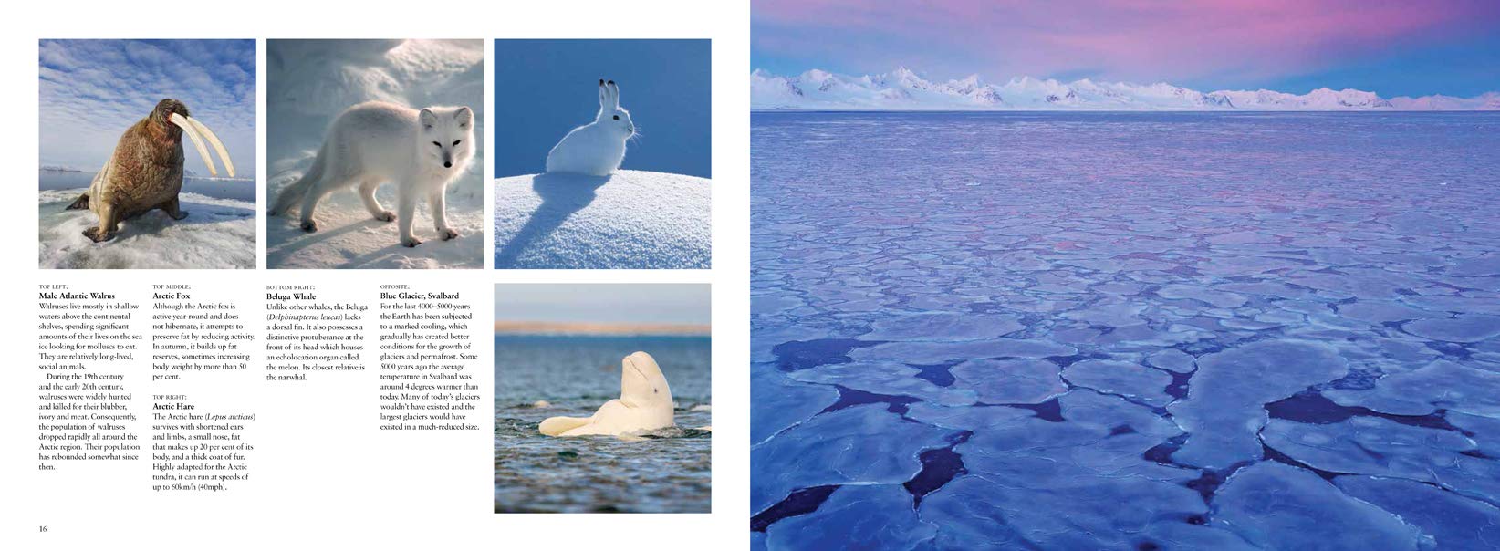 Arctic: Life Inside the Arctic Circle - Stunning Travel Photography Book of Polar Landscapes & Wildlife - Perfect for Nature Lovers, Coffee Table Decor & Travel Inspiration