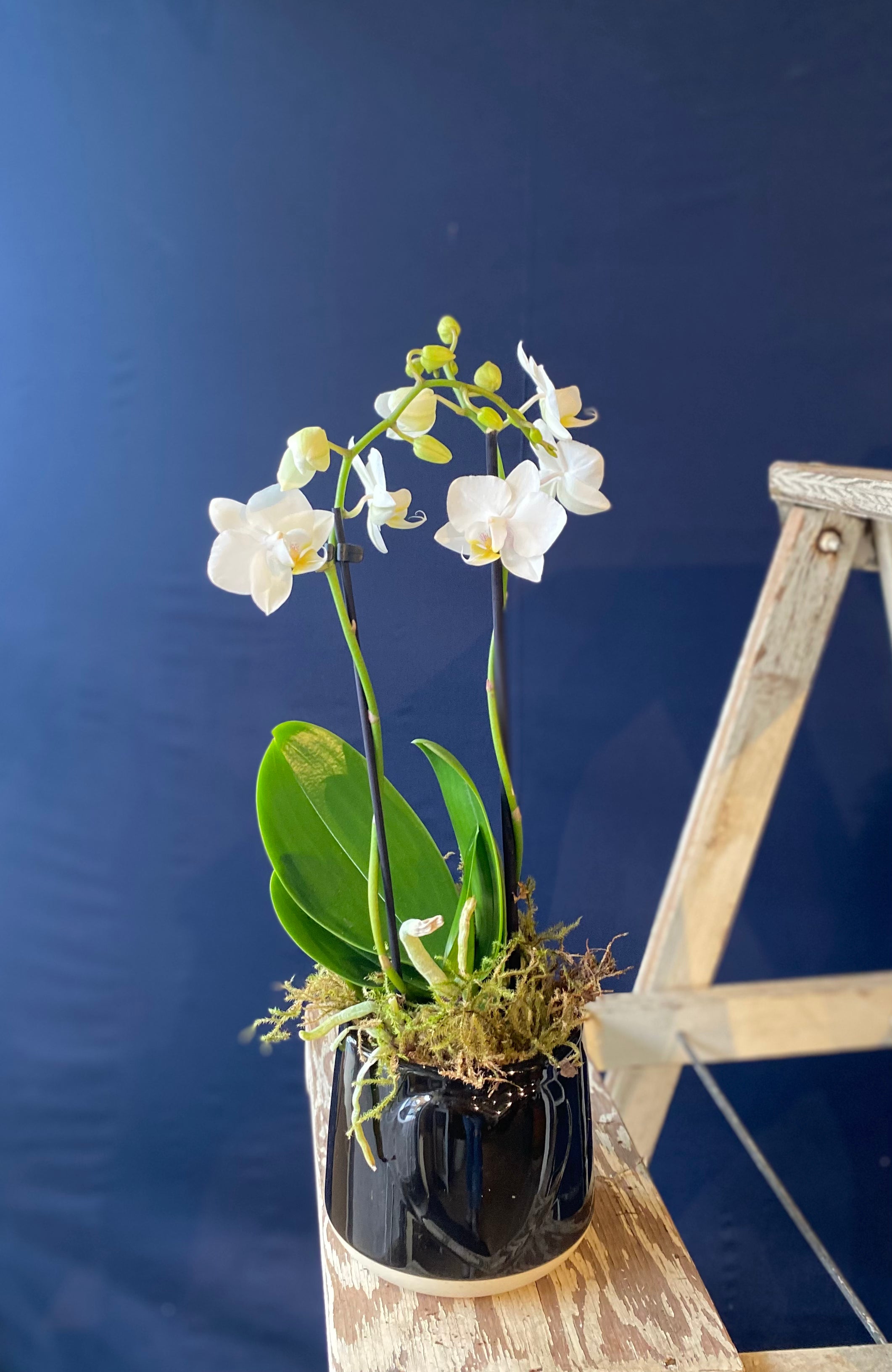 Black Heart Pot with Live Orchid Plant - Elegant Home & Office Decor, Perfect Gift for Plant Lovers