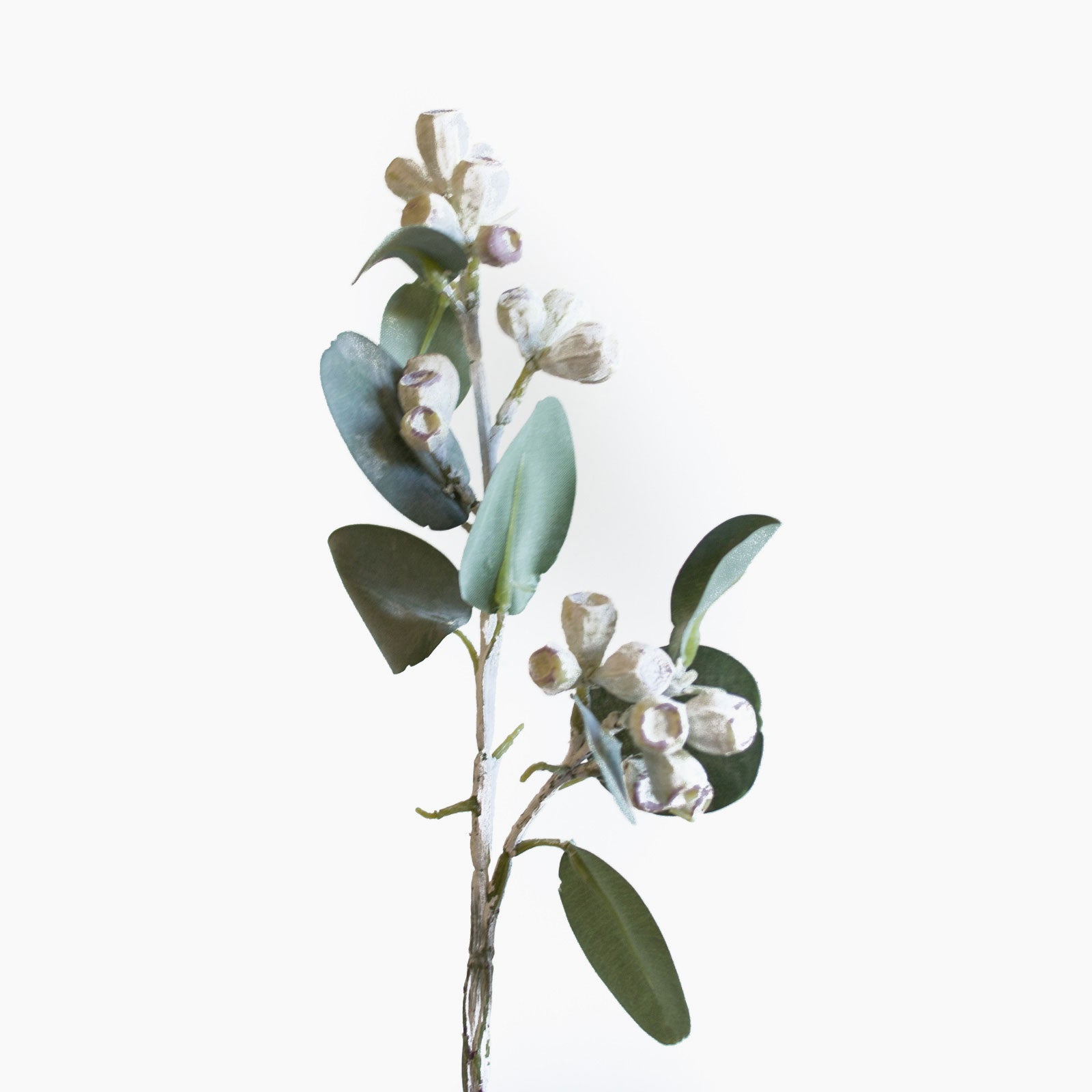 Premium Eucalyptus Tetragona (White & Green) - Fresh Cut Flowers for Home Decor, Weddings, and Floral Arrangements