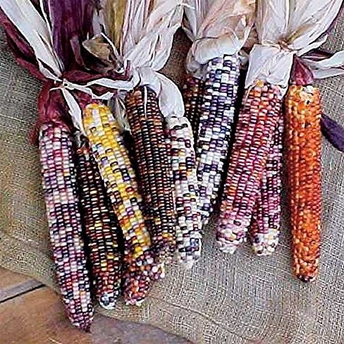 Autumn Explosion Indian Ornamental Corn Hybrid F1 Seeds - 20 Seeds Pack for Fall Decor, Thanksgiving Centerpieces & Unique Garden Planting