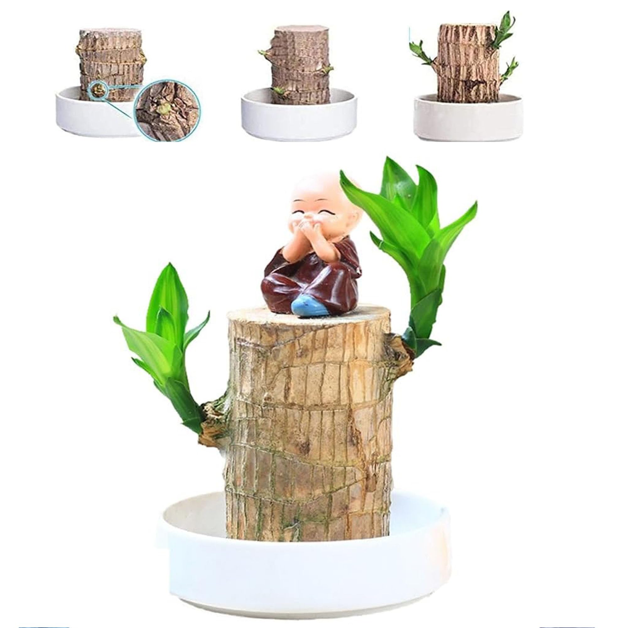 Mini Brazil Lucky Wood Stump - Brazilian Lucky Bamboo Hydroponic Potted Plant for Home Decor | Magical Sprouting Wood for Office Desk, Living Room & Gift for Plant Lovers | 2024 New Indoor Gardening Decor Idea
