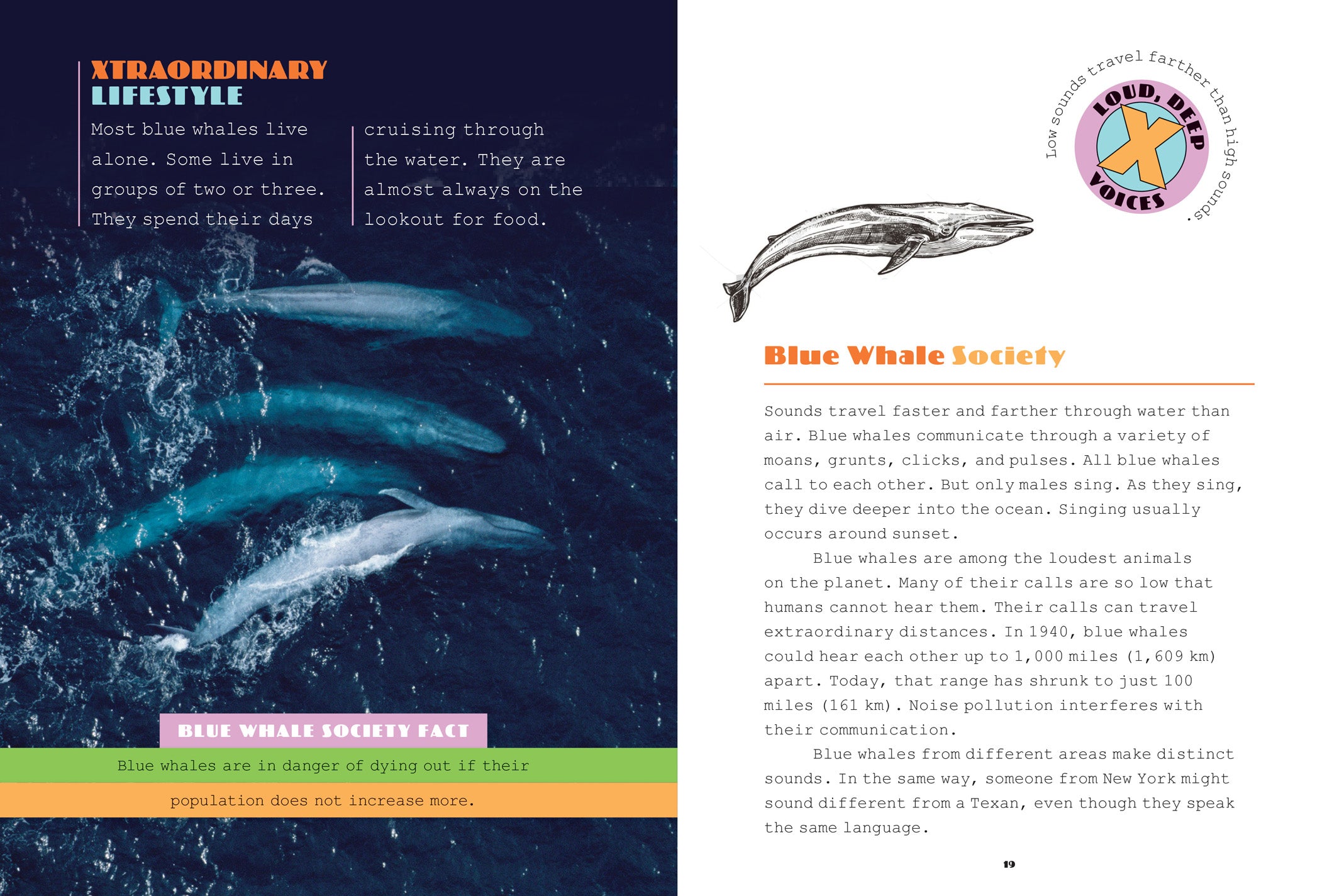 Blue Whales Book - ISBN 9781640261884 | Educational Marine Life Reading for Kids & Adults | Perfect for School Projects & Ocean Enthusiasts