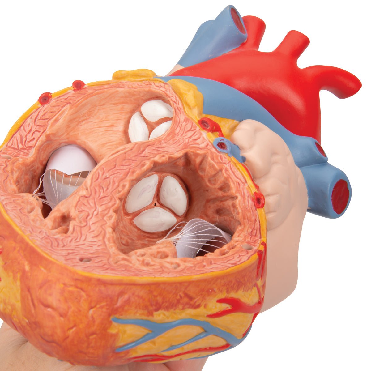 Heart with Esophagus and Trachea Model - 2X Life Size 5-Part Anatomy Demonstration Kit for Medical Students & Doctors | Perfect for Classroom Study, Surgical Training & Patient Education