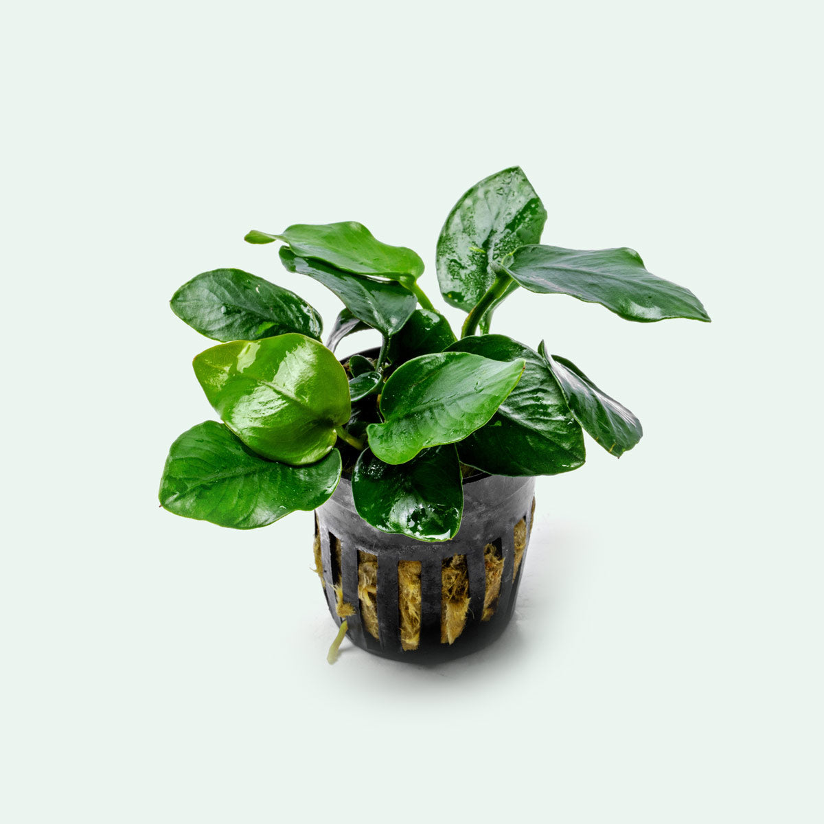 Anubias Nana Thick Leaf - Live Aquarium Plant for Fish Tanks - Low Light Aquatic Plant for Freshwater Aquascaping, Shrimp Tanks & Betta Fish Habitats