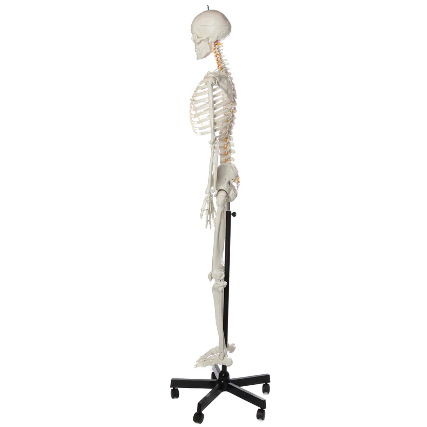 Axis Scientific Life-Size 5'6